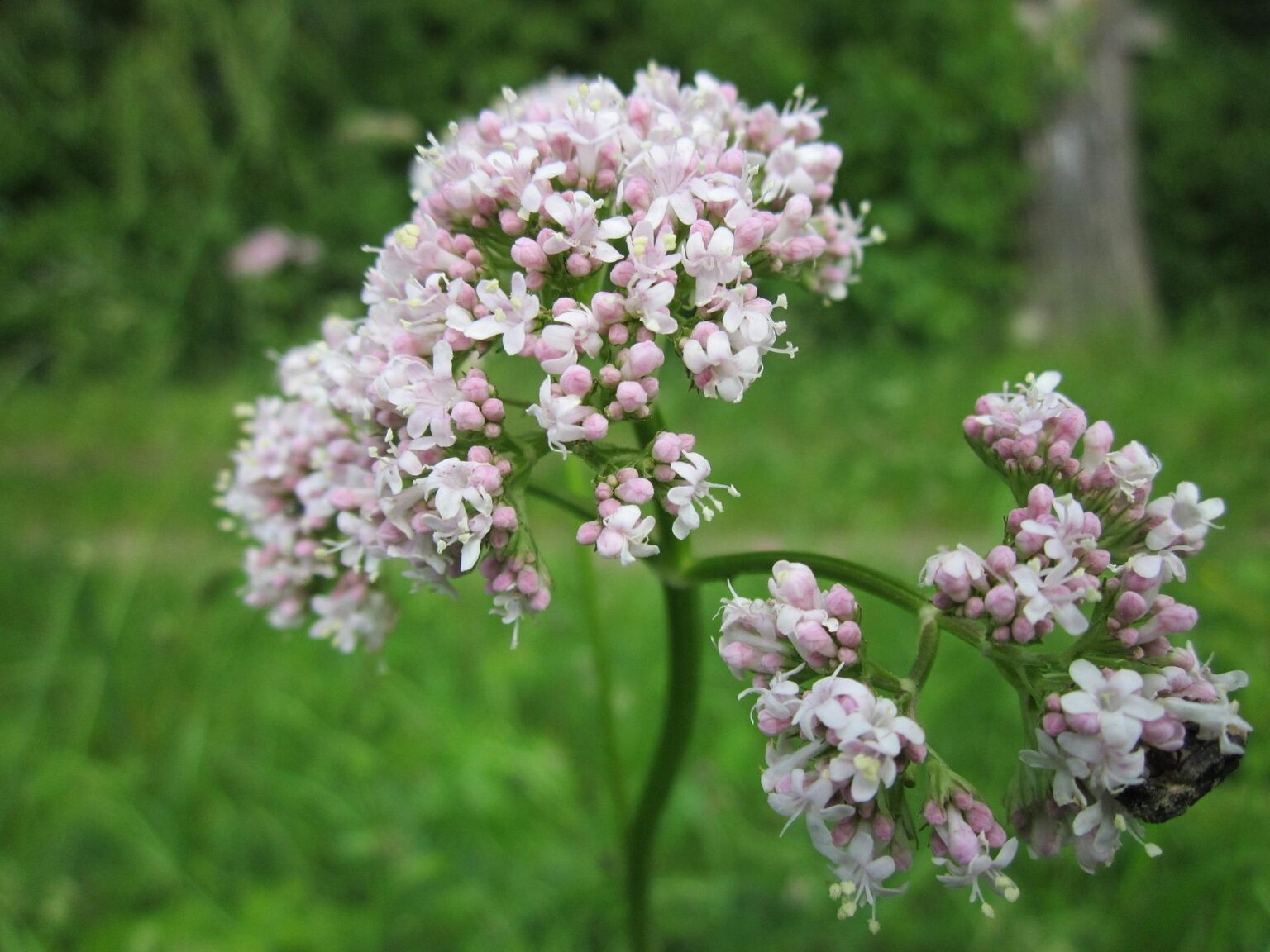 Valeriaana Terveysvaikutukset Haittavaikutukset Yrttitohtori fi valeriaana-terveysvaikutukset-haittavaikutukset-yrttitohtori-fi